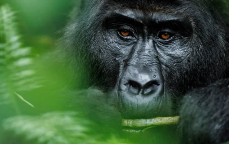 9 Day Uganda Chimpanzee And Gorilla Photography Safari